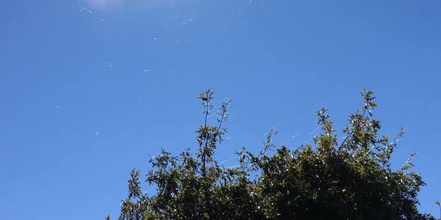 Tiny spiders float on gossamer silk threads in Ngatea.