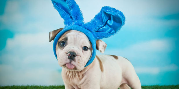 Puppies and chocolate should never go together. Photo / 123RF