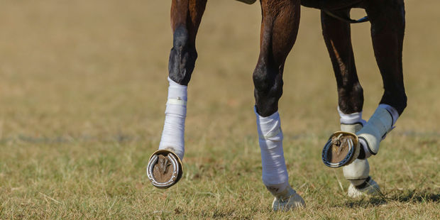 For take two of the A$2 million group one Sydney Cup at Randwick today. Photo / 123RF