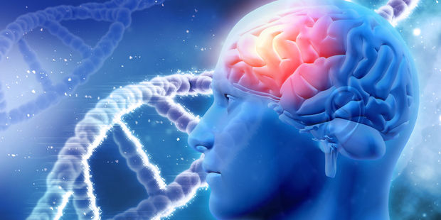 The researchers think the cord blood repairs the hippocampus, a part of the brain which in both mice and humans is critical for converting experiences into long-term memories. Photo / 123RF
