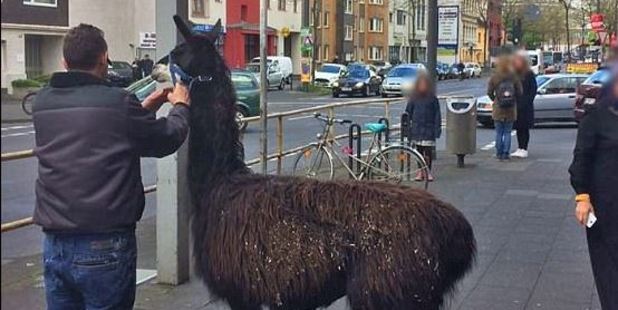 A llama and thirteen other animals escaped from a petting zoo in Cologne. Photo / Police handout