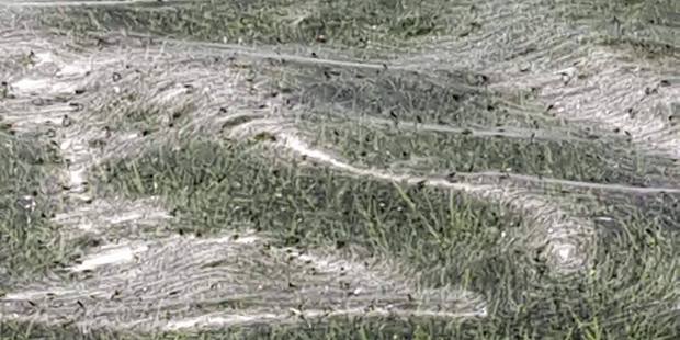 Up close, thousands of tiny spiders were visible. Photo/Supplied