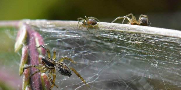 Thousands of spiders have created a giant cobweb blanketing part of Papamoa as part of their escape from floodwaters. Photo/George Novak