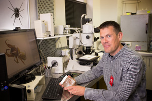 Dr Cor Vink, an arachnologist and Curator of Natural History at Canterbury Museum, says a 30m cobweb covering part of Papamoa is typical after flooding. Photo/file