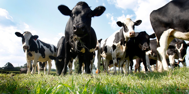 New Zealand's second-largest milk processor posted a record profit last year.
