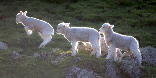Lamb prices have lifted again.
