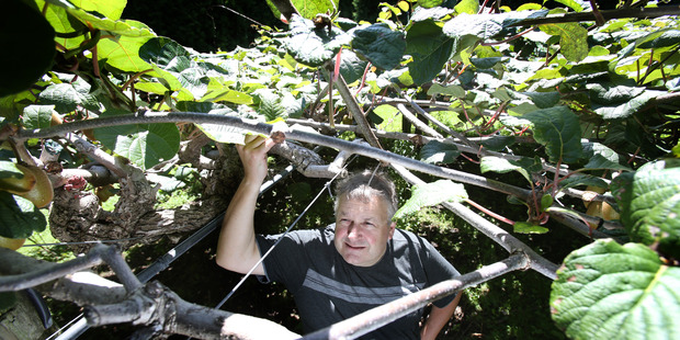 Papamoa kiwifruit grower Rob Thode said recent wild weather caused "quite a bit of damage" but he hoped things would get back on track this week. Photo/file
