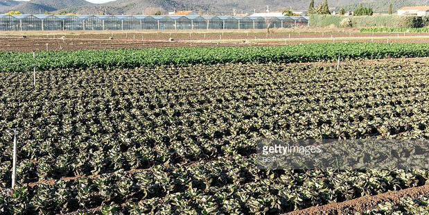 Lettuce has been off the supermarkets shelves this week due to a shortage caused by wet weather.