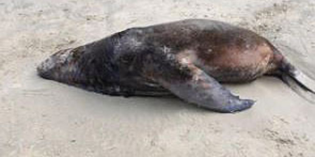 The sea lion was found at Jacks Bay in the Catlins. Photo / Department of Conservation