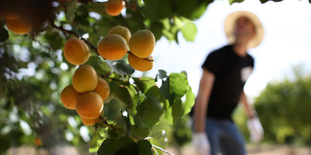 Central Otago's export apricot crop is down on last year's. Photo / Getty images