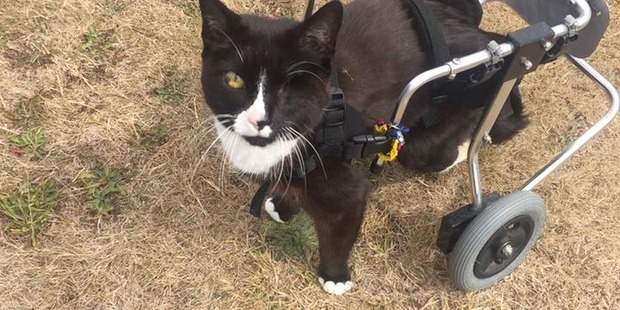Blacky in action using his wheelchair. Photo/Facebook