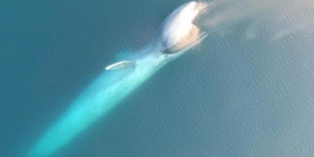 Stunning drone footage captures rare video of blue whales feeding