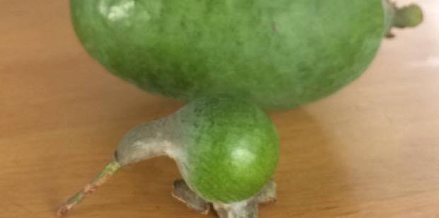 A teeny, tiny feijoa shows its national pride as it takes on the shape of New Zealand's national bird.