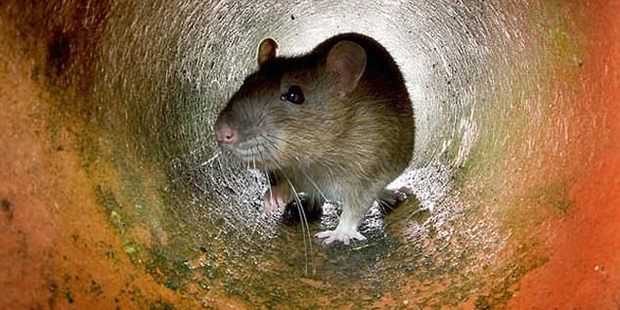 A man claims he was bitten on the finger by a rat while riding the subway in New York. Photo/Getty Images