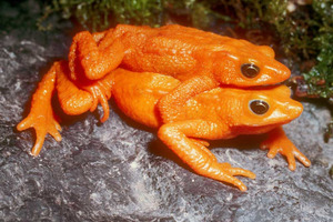 The scarlet harlequin frog was last seen in 1990. Photo / Global Wildlife Conservation.