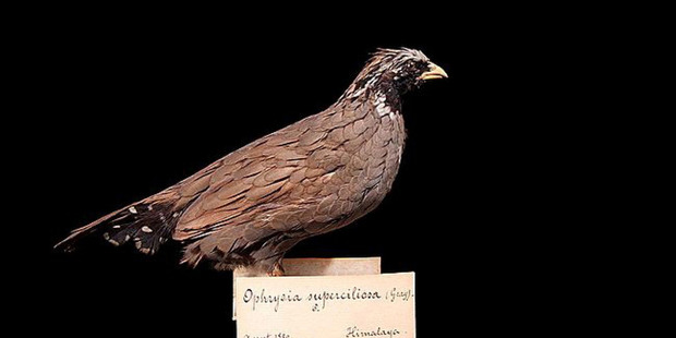 The Himalayan Quail is the longest-missing species on the list. Photos / National Museum of Natural History Naturalis via Global Wildlife Conservation.