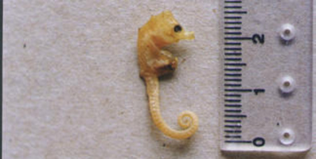 The bullneck sea horse, last collected on the coast of Australia in 1996, has never been seen in the wild. Photo / Global Wildlife Conservation.