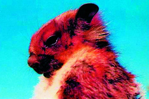 The Namdapha flying squirrel.