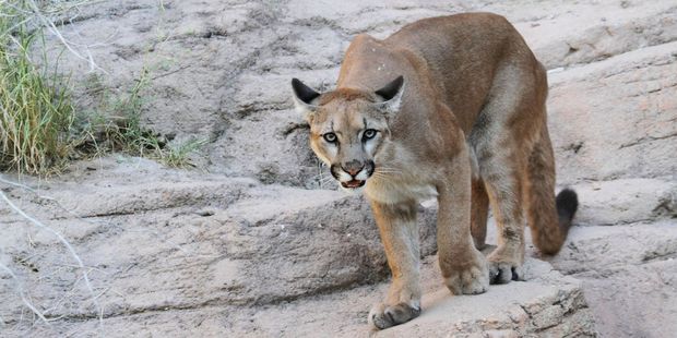A mountain lion was the likely culprit. Photo / 123rf