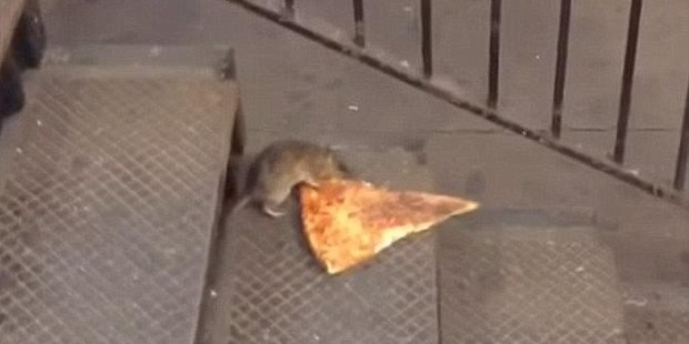 There have been a number of food-related incidents involving rats on the subway in recent years - most famously, the "Pizza Rat" of 2015. Photo/YouTube