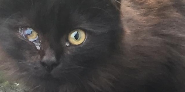 This Ashburton stray cat has sent fur flying between a cat lover and the local SPCA. Photo/Facebook