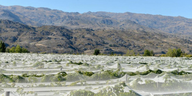New Zealand wine exports continue to follow a steady upward trajectory. Photo / Stephen Jaquiery