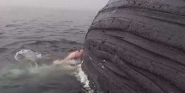Great White Shark Feasts on Whale Carcass Great White Shark Feasts on Whale Carcass