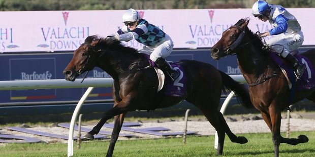 Tavidream wins the Valachi Downs Championship. Photo / Trish Dunell
