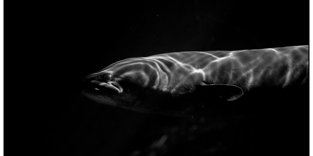 New Zealand's native longfin eel. Photo / File