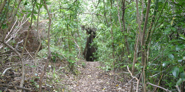 Police say it is a good idea to pack a survival bag when you're heading out into the bush. Photo/File
