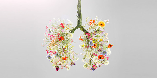 There are a number of effective plant medicines available which help to protect and strengthen your lungs. Photo / Getty Images
