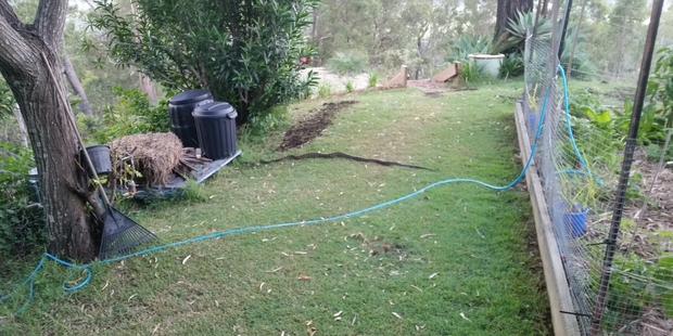 The man said he initially thought it was a fallen branch in the dim light of the early morning. Photo/Evadregand/Reddit
