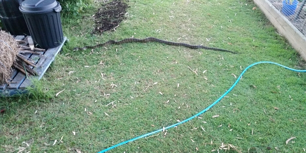 A Reddit user in Queensland shared pictures of a two-metre long snake he found in his backyard on Wednesday morning. Photo/Evadregand/Reddit