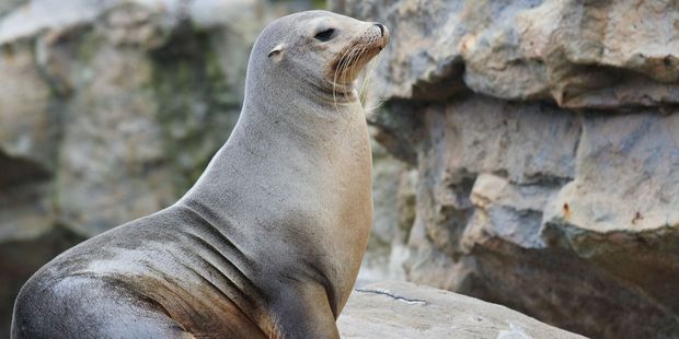 A sea lion's bliss at chilling out in the sun is oddly enviable. Photo / 123RF