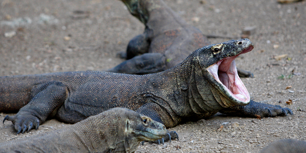 Komodo dragon bites tourist in Indonesia Komodo dragon bites tourist in Indonesia