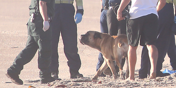 Paul Schiphorst's body was found in the surf at Papamoa Beach by a local fisherman on April 27. Photo/File