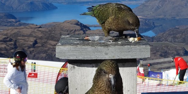 Kea snack on some nibbles at the Remarkables ski resort. Photo/Mark Price