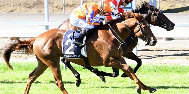 Griffin (2) paid $17.10 for his win at Matamata yesterday. Photo / NZ Racing Desk