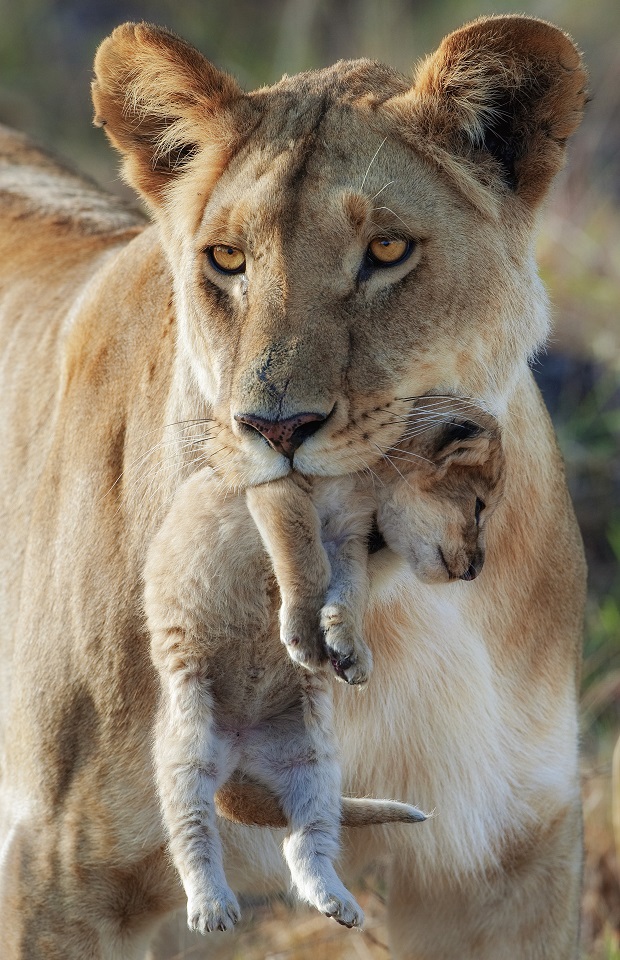 A lioness holding her cub. Photo / Getty Images