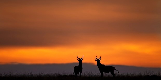 Hartebeest at dusk. Photo / Getty Images