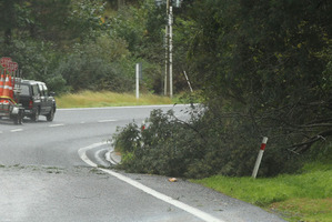 Tree down on Tarawera Rd. Photo/Stephen Parker