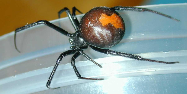 The Australian redback spider, characterised by the red strip across its swollen black abdomen, is found in several areas in Central Otago and New Plymouth. Photo / File