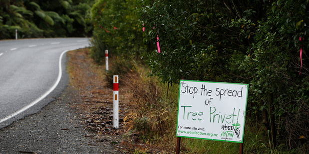 Tree privet is getting its marching orders at Whangarei Heads. Photo/Michael Cunningham
