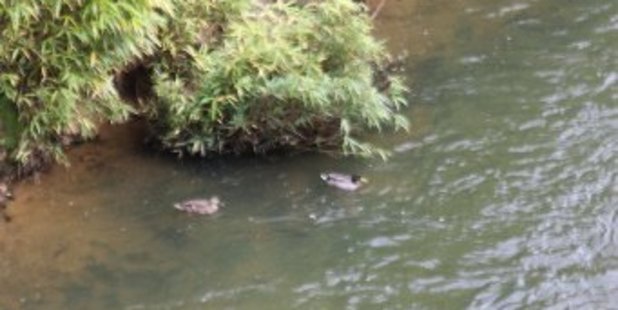 A couple of sensible ducks were happy to be paddling along the river through Kaitaia on Saturday, safe from shotguns, but Fish & Game has fears for the future of New Zealand's rivers and streams.