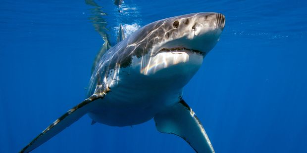 Air China has become the first airline in mainland China to ban shark fin cargo.