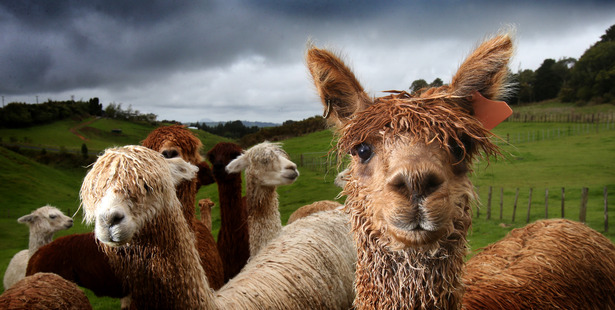 Unlike llamas, which are larger than alpacas and bred to be domesticated 'beasts of burden', alpacas are bred purely for their fleeces. Photo / John Borren
