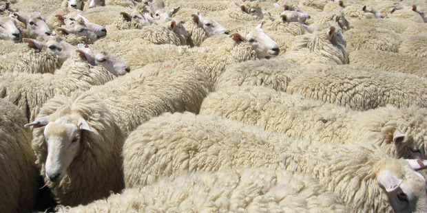 Contracts are being offered to carry ewes through to March/April in an unusual move by companies.