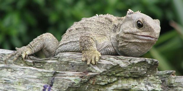 The tuatara is one of a number of birds showing signs of climate change stress.
