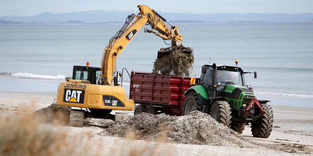 Farmers worked together to clear a stretch of beach at Waipu Cove of red algae that had accumulated. Photo / Michael Cunningham