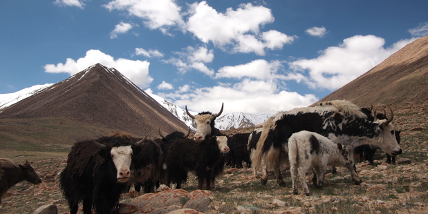 Yak in Tajikistan, central Asia, a country bordering Afghanistan, China and Uzbekistan.